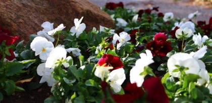 a mass of red and white flowers next to a decorative boulder