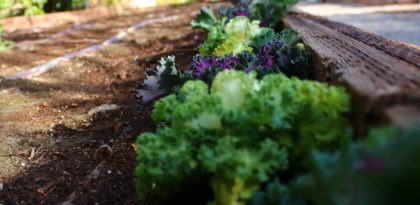 decorative cabbage in raised garden bed