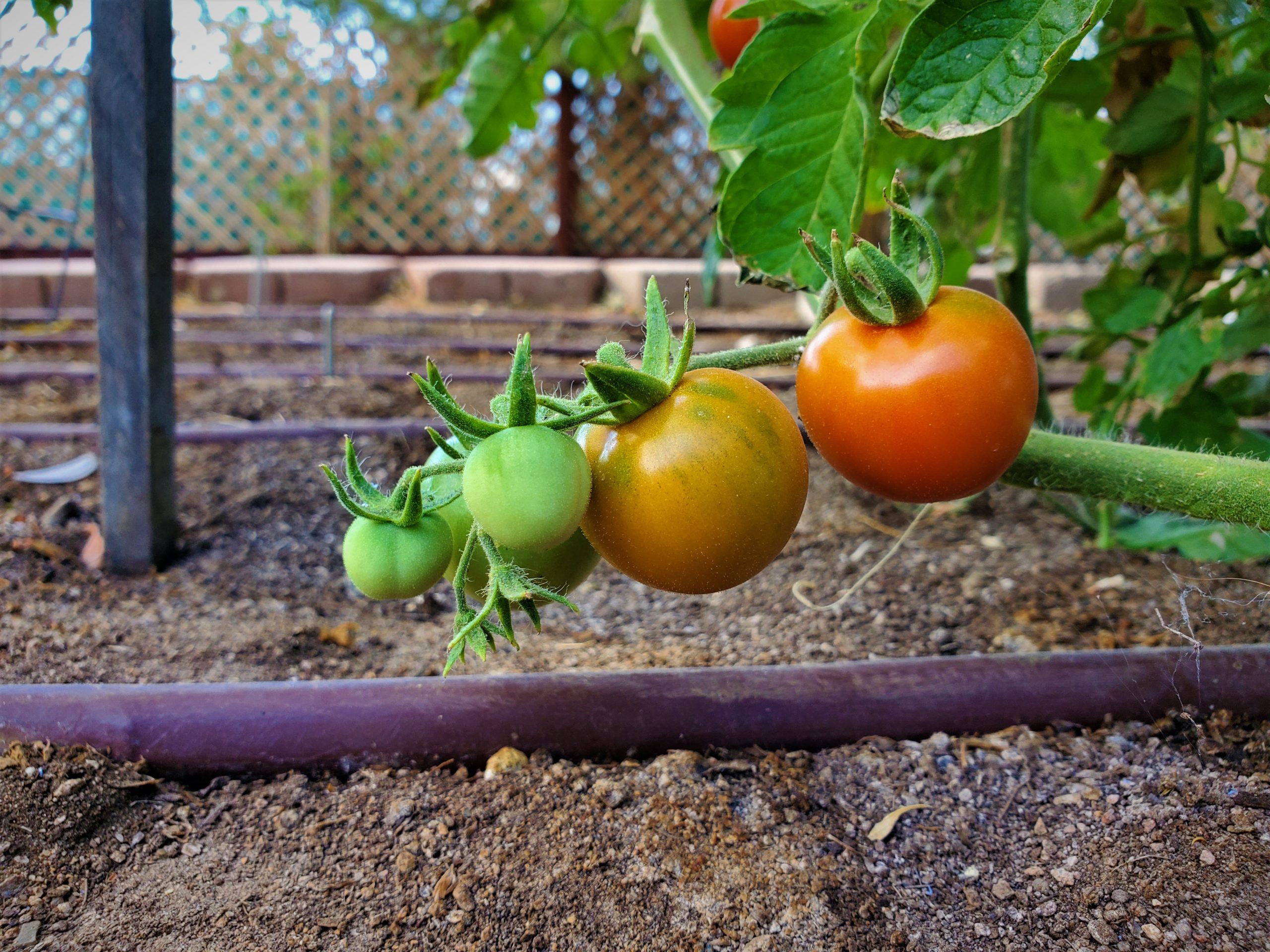 Ripening tomatoes on the vine