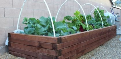 raised wood vegetable garden with plants