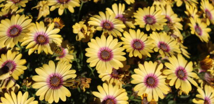 Yellow and Purple flowers